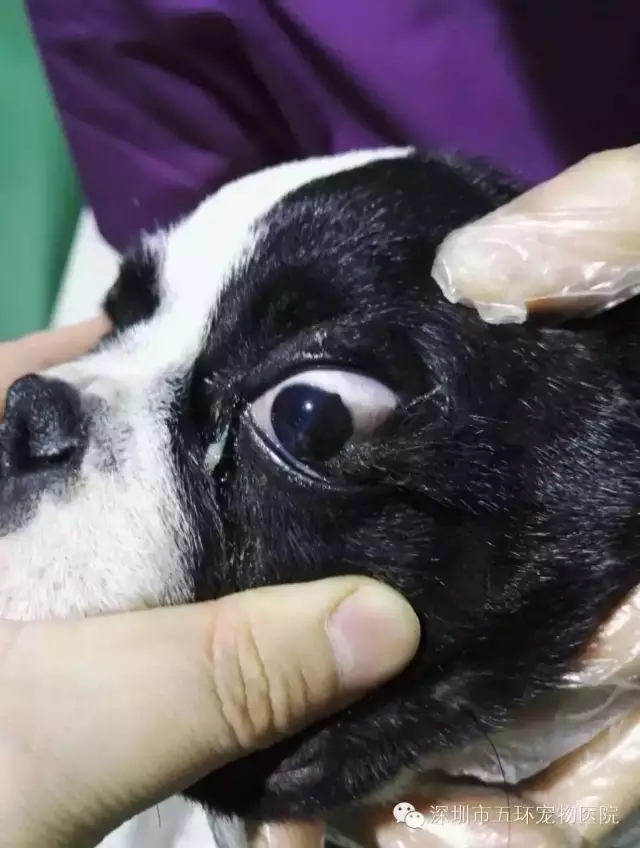 角膜 向芯動物醫院